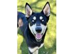 Adopt Freddie a Black Husky / German Shepherd Dog / Mixed (short coat) dog in