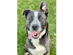 Adopt Ashley a Black Carolina Dog / Border Collie / Mixed (short coat) dog in