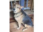 Adopt Rocky a Brown/Chocolate - with Black German Shepherd Dog / Mixed dog in