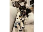 Adopt Beemo a Tricolor (Tan/Brown & Black & White) Australian Shepherd / Akita /