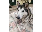 Adopt Delightful & charming Oscar! a Black - with Gray or Silver Husky / Mixed