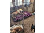 Adopt Athena a White - with Brown or Chocolate Great Pyrenees / Mixed dog in