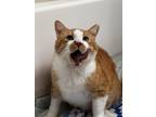 Adopt Stinky Charm Charm a Orange or Red Tabby Domestic Shorthair (short coat)