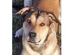 Adopt Nova a Tan/Yellow/Fawn - with Black German Shepherd Dog / Labrador