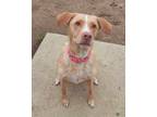 Adopt Faye a Brown/Chocolate Golden Retriever / Mixed Breed (Medium) / Mixed