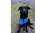 Adopt Morgan a Black Labrador Retriever / Border Collie / Mixed dog in Lynnwood