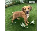 Adopt Barney a Tan/Yellow/Fawn Rhodesian Ridgeback / Mixed Breed (Medium) /