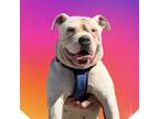 Adopt Bruno a Tan/Yellow/Fawn American Staffordshire Terrier dog in Sanford