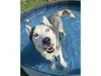 Adopt Alek a Siberian Husky / Mixed dog in Tulare, CA (40873783)