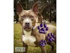 Adopt Athena a Merle Staffordshire Bull Terrier / Mixed Breed (Medium) / Mixed
