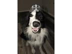 Adopt Windy "Needs Sponsors" a Black - with White Border Collie / Mixed dog in
