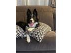 Adopt Cian "I've Been Adopted" a Black - with White Border Collie / Mixed dog in