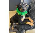 Adopt Maleficent a Rottweiler / Labrador Retriever / Mixed dog in Tulare
