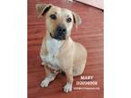 Adopt Mary a Black Mouth Cur / Mixed Breed (Medium) / Mixed dog in Conroe