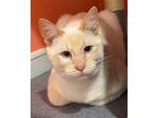 Adopt Silly a Siamese / Mixed (short coat) cat in LaBelle, FL (40441250)