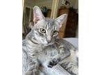 Adopt Ambrose a Gray, Blue or Silver Tabby Tabby (medium coat) cat in Okemah