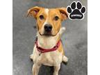 Adopt Pistol a Tan/Yellow/Fawn Mixed Breed (Small) / Mixed Breed (Medium) /