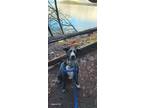 Adopt Dom a Black - with White Staffordshire Bull Terrier / German Shepherd Dog