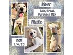 Adopt River a White Great Pyrenees / Labrador Retriever / Mixed dog in Caldwell