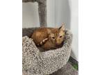 Adopt Fazzoletti a Orange or Red Domestic Shorthair / Mixed Breed (Medium) /
