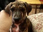 Adopt Tropper a Brindle Plott Hound / Catahoula Leopard Dog / Mixed dog in