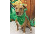 Adopt Adoptable Dash a Tan/Yellow/Fawn Labrador Retriever / Mixed Breed (Medium)