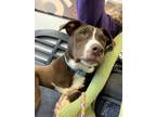 Adopt Takeo a Brown/Chocolate - with White Mixed Breed (Medium) dog in