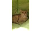 Adopt Calamarata a Orange or Red Domestic Shorthair / Mixed Breed (Medium) /