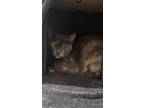 Adopt Pansotti a Gray or Blue Domestic Shorthair / Mixed Breed (Medium) / Mixed