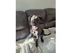 Adopt Britney Spears a Brindle - with White Labrador Retriever / Mastiff / Mixed