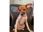 Adopt Harper a White Jack Russell Terrier / Mixed (short coat) dog in Wichita