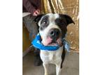 Adopt Malik a Black American Pit Bull Terrier / Mixed Breed (Medium) / Mixed