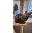Adopt Fregula a Brown Tabby Domestic Shorthair / Mixed Breed (Medium) / Mixed