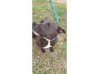 Adopt Nina a Black Mixed Breed (Medium) / Mixed Breed (Medium) / Mixed (short