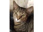 Adopt Waffle a Brown Tabby Abyssinian (short coat) cat in Burlington