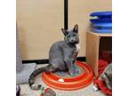 Adopt Marshmallow a Calico or Dilute Calico Abyssinian (short coat) cat in