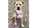 Adopt Magnum a Brindle Boxer / Black Mouth Cur / Mixed (short coat) dog in