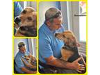 Adopt June a Beagle / Mixed dog in LaBelle, FL (40454215)