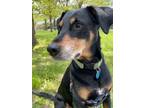 Adopt Archie a Black - with Brown, Red, Golden, Orange or Chestnut Doberman