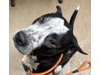 Adopt Rebel a American Pit Bull Terrier / Mixed dog in Waverly, NY (40962333)