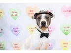 Adopt Jesse a White American Pit Bull Terrier / Mixed Breed (Medium) / Mixed