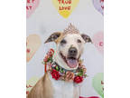 Adopt Grace Elaine a White American Pit Bull Terrier / Mixed Breed (Medium) /
