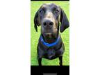 Adopt Axel a Black - with Brown, Red, Golden, Orange or Chestnut Doberman