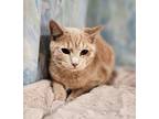 Adopt Phil a Orange or Red Domestic Shorthair / Mixed Breed (Medium) / Mixed