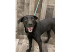 Adopt Lucious K44 3/11/24 a Black Labrador Retriever / Mixed Breed (Medium) /