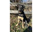 Adopt Tallie ~ meet me! a Black - with Tan, Yellow or Fawn German Shepherd Dog /