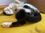 Adopt Buzz a Black & White or Tuxedo Domestic Shorthair (short coat) cat in West