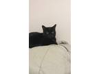 Adopt Wednesday a All Black Domestic Shorthair (short coat) cat in West