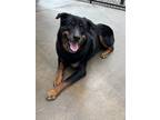 Adopt Zeus a Black - with Brown, Red, Golden, Orange or Chestnut Rottweiler /