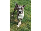 Adopt Freckles a Brown/Chocolate American Pit Bull Terrier / Mixed Breed